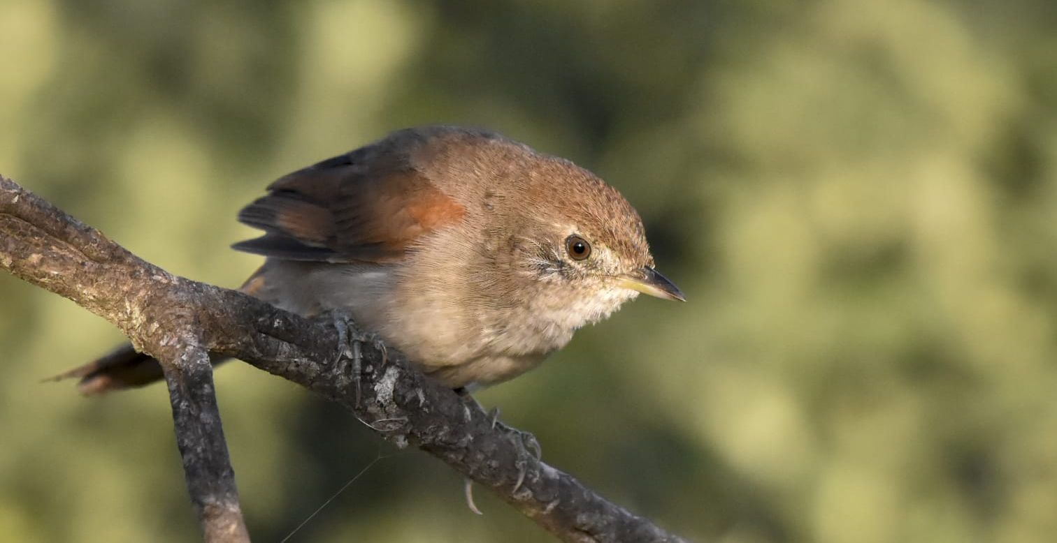 Aves silvestres1.jpg
